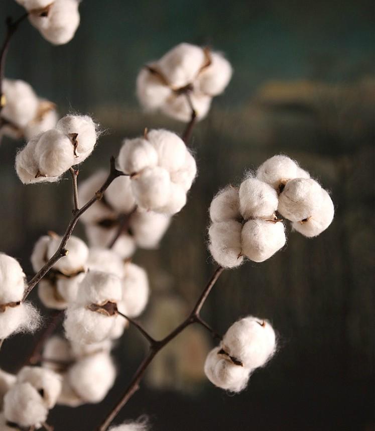 Dried Cotton Stalks, Real Cotton Stem, Dried Decor, Natural Decorations, –  Paintingforhome