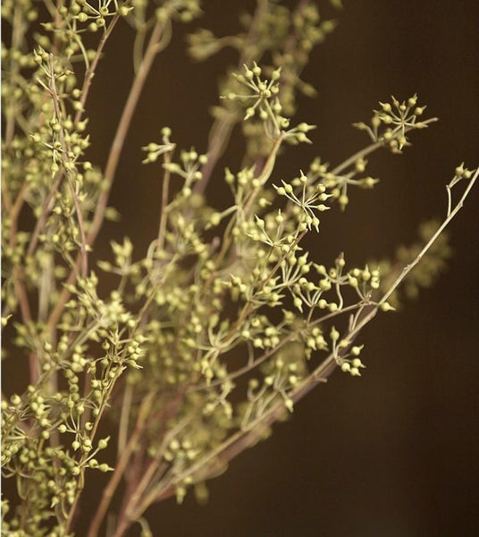 Dried Seed Pods, Seed Stalks, Natural Greenery, Dried Flowers. Floral arrangements, bouquets-Paintingforhome